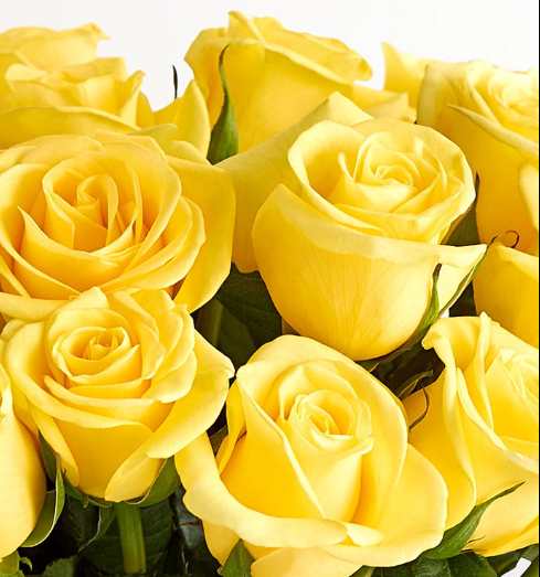 Premium Ecuadorian roses in full bloom